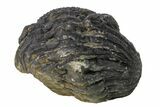Bargain, Wide, Enrolled Morocops Trilobite - Morocco #157038-2